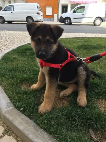 Pastor alemão Talvez seu próximo pet esteja exatamente aqui