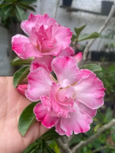Venda de rosas do Deserto