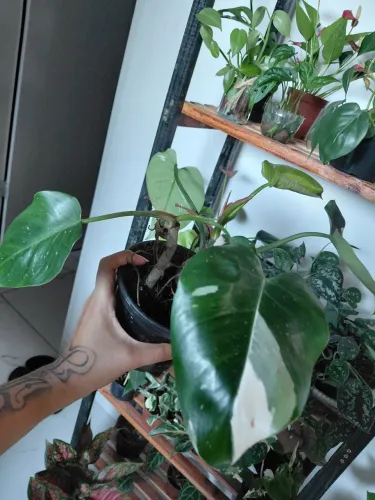 Plantas