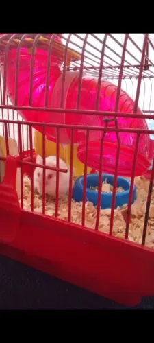 Hamster com acessórios