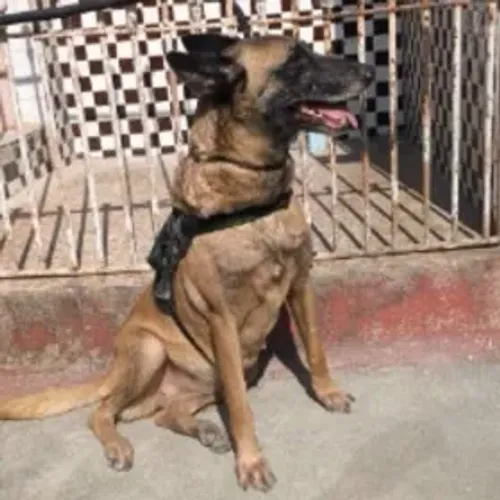 Doação Pastor Belga de Malinois