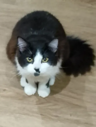 Gato Filhote ( Mestiço Maine Coon)