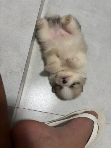 Machinho micro 