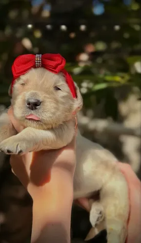 FILHOTES GOLDEN RETRIVER RESERVA 