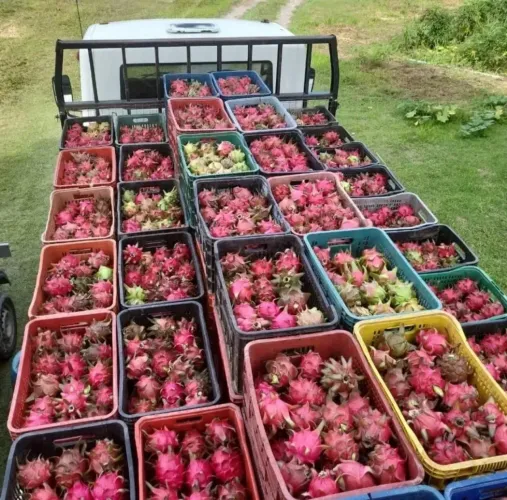 Fazenda Agrícola, pista da Rodovia BR174, entre Km 60 e 63 com 3.900mts de fachada. 50.000