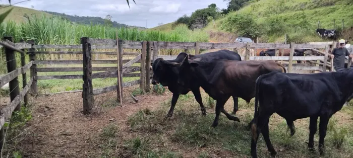 Bezerros cruza Sindi e brahman 