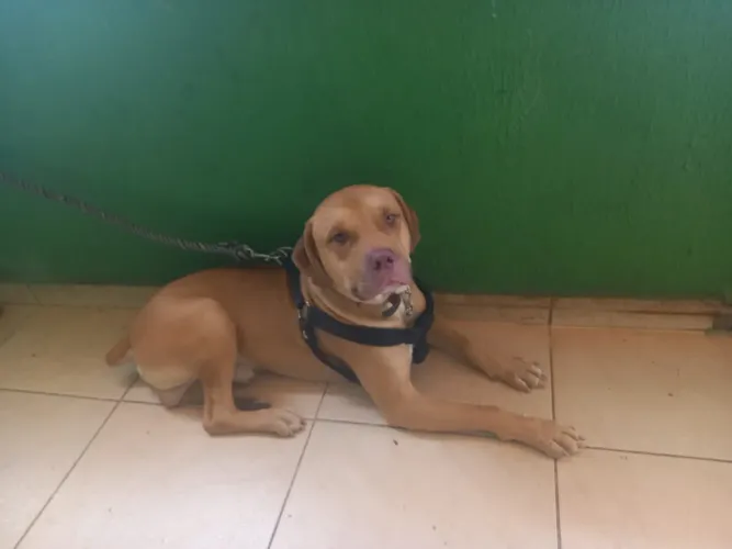 Doação de cachorro 