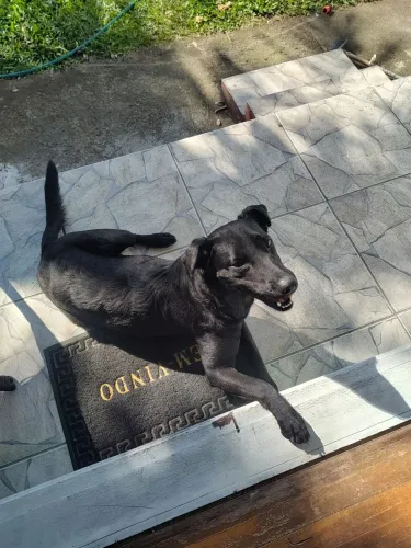 Labrador mestiço
