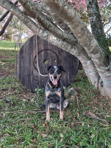 Fêmea Mix Boiadero Australiano