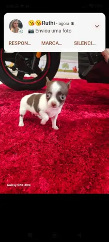Lindo casal de chihuahua 