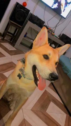 Cachorro para adoção responsável 