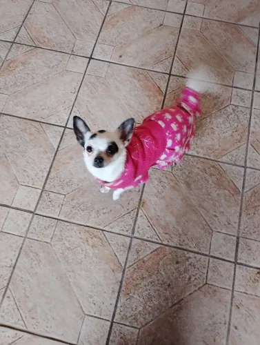 Chihuahua Fêmea pelo Curto- Chamar só real interessado$