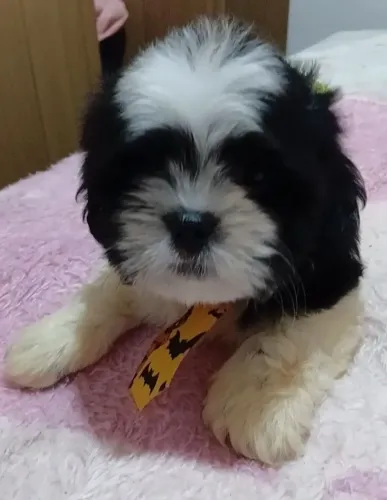Vendo filhotes Lhasa apso machos