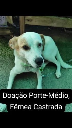 Doação Cachorra, Fêmea Castrada