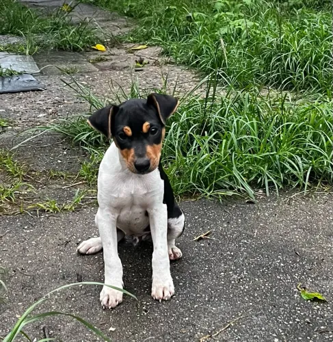Fox paulistinha