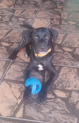 Cachorro para adoção