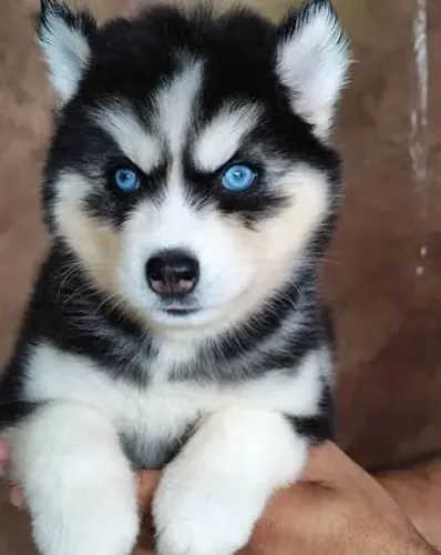 Husky adaptados com o frio