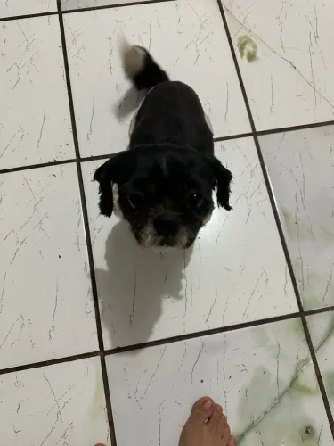 Shih tzu