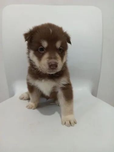 Filhote husky siberiano