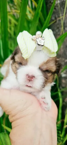 Shihtzu fêmea 