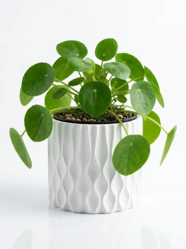 Cachepo Vaso Decorativo Ondulado Moderno para Plantas 14cm Branco