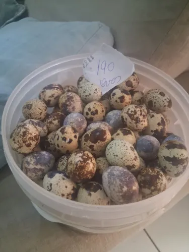 Ovos de codornas