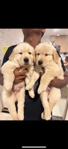 Filhote Fêmea Golden Retriever 