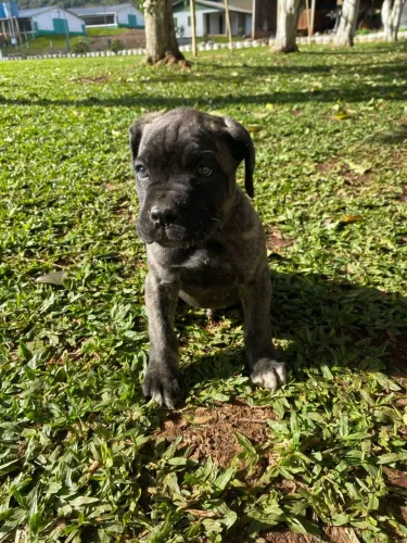 Filhotes de canecorso,vacinados e vermifugados 