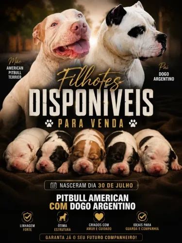 Filhote Pit Bull com Dogo Argentino