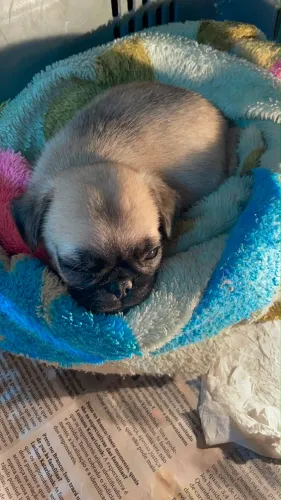Filhote pug mini