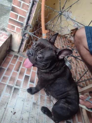 Vendo BUDOG FRANCÊS 