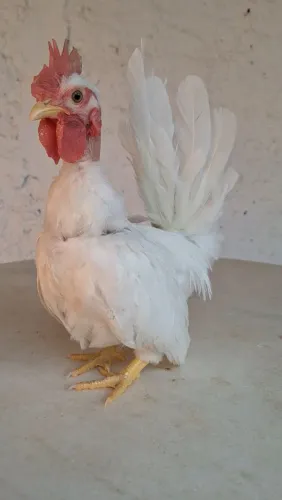 Mini Polaco frango nagasaki