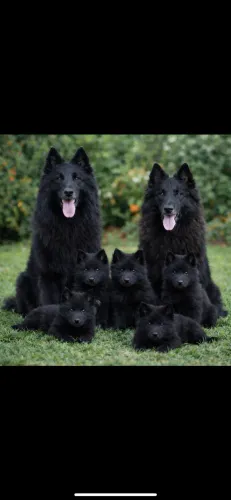 Pastor Belga Gronendael(Raridade)