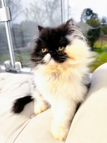 Gato PERSA