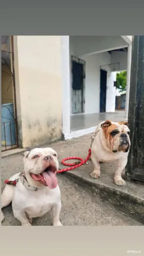 Bulldog inglês e uma American Bully