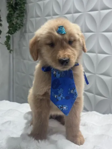golden retriever com vacina
