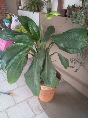 Vaso com plantas 