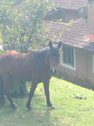 1 cavalo, 1 potro 