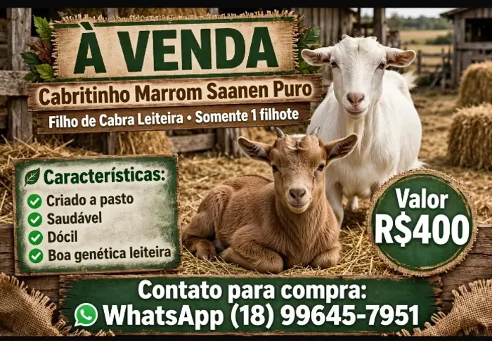 Cabrito