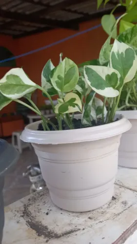 Vasinho de jiboia njoy perfeito pra decoração 