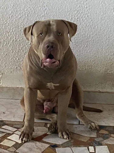 Pitmonster com Pedigree 