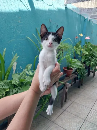 Gatinha para doação