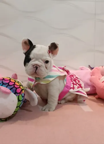 Lindos filhotes de buldogue francês