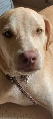 Doação de Cachorro