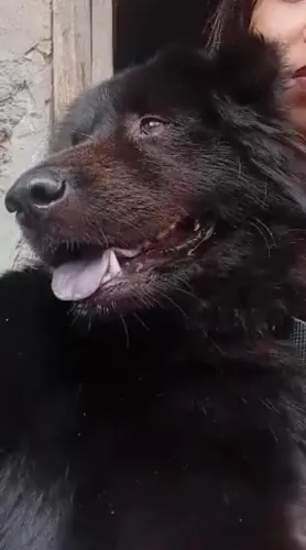 CHOW CHOW FÊMEA COM 1 ANO E 6 MESES  PROVAVELMENTE GRAVIDA POIS A MESMA CRUZOU MUITO DOCIL