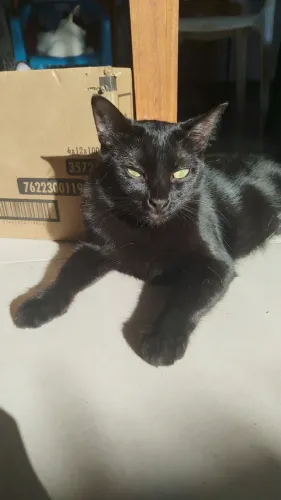 Gatos para adoção 
