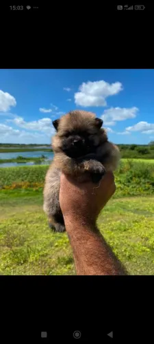 Spitz Alemão ( Lulu da Pomerânia)