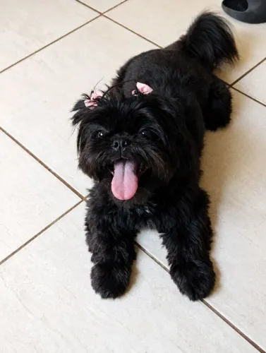 Shitzu fêmea mini