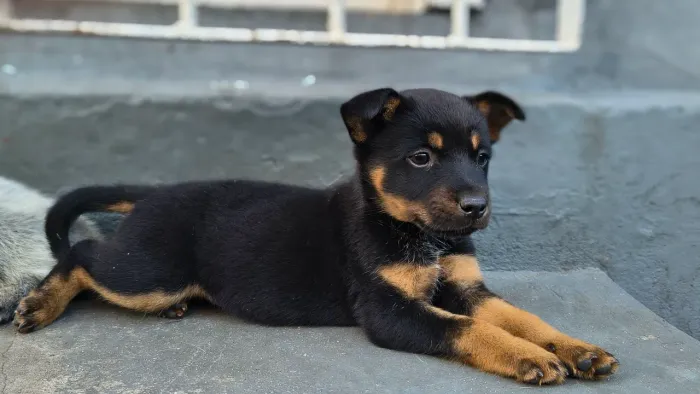 Cachorro blue heeler fêmea