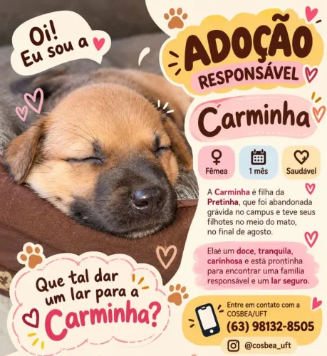 Bebezinhos para adoção responsável.